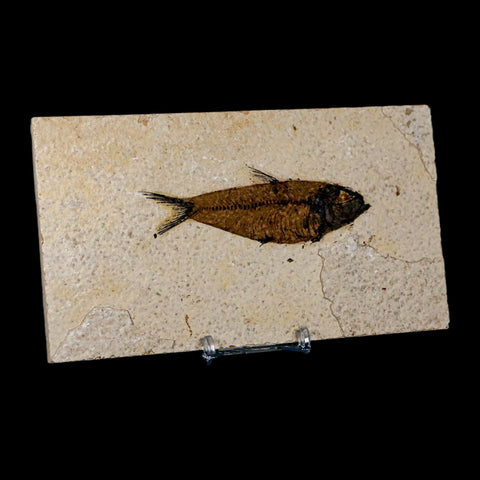 3.8" Knightia Eocaena Fossil Fish Green River FM Wyoming Eocene Age COA & Stand - Fossil Age Minerals