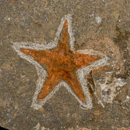 55MM Brittle Star Petraster Starfish Fossil Ordovician Age Blekus Morocco COA