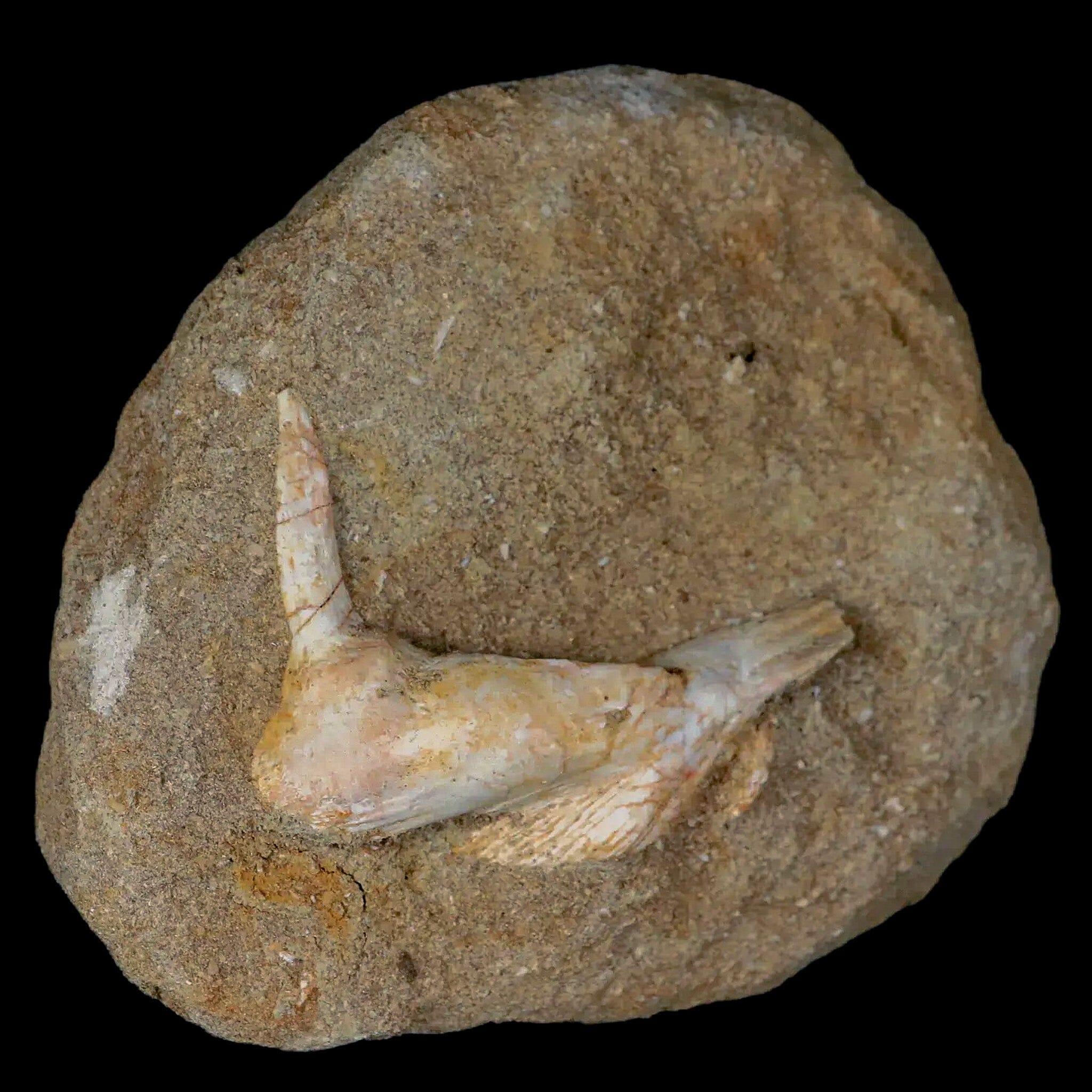 2.3" Saber Toothed Herring Fossil Fang Tooth Enchodus Libycus Cretaceous Age - Fossil Age Minerals