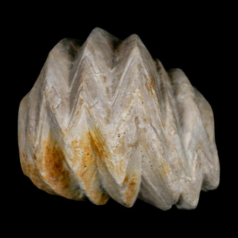 1.6" Burmirhynchia Decorata Brachiopod Fossil Jurassic Age Ardenes France