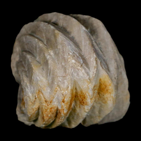 1.6" Burmirhynchia Decorata Brachiopod Fossil Jurassic Age Ardenes France