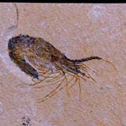 1.8" Fossil Shrimp Carpopenaeus Cretaceous Age 100 Mil Yrs Old Lebanon COA