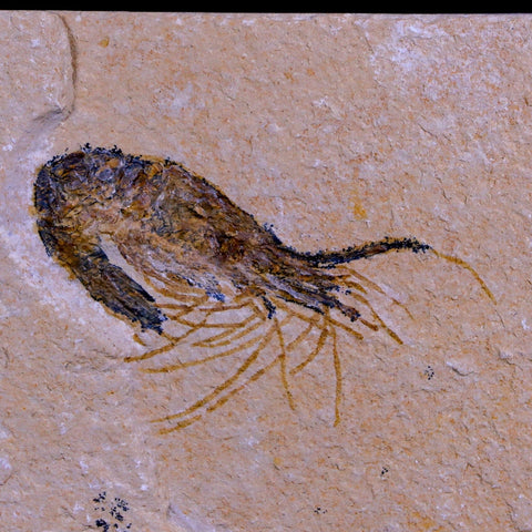 1.8" Fossil Shrimp Carpopenaeus Cretaceous Age 100 Mil Yrs Old Lebanon COA - Fossil Age Minerals
