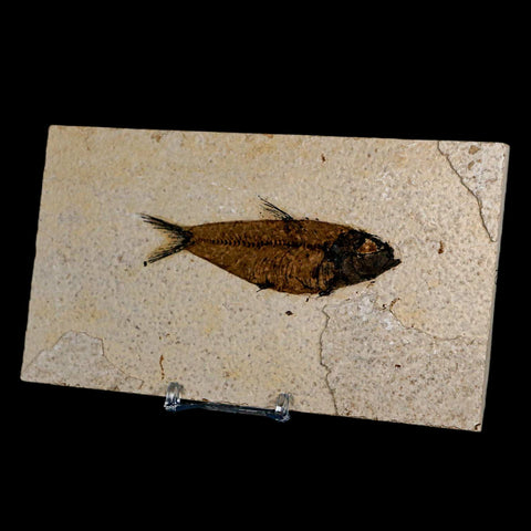 3.8" Knightia Eocaena Fossil Fish Green River FM Wyoming Eocene Age COA & Stand - Fossil Age Minerals