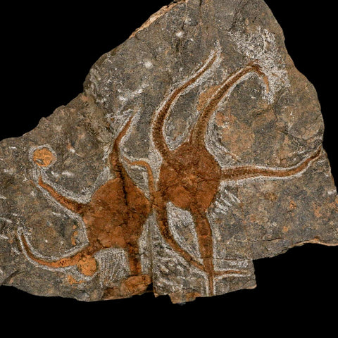 2 Two Brittlestar Ophiura Sp Starfish Fossil Ordovician Age Morocco COA & Stand - Fossil Age Minerals