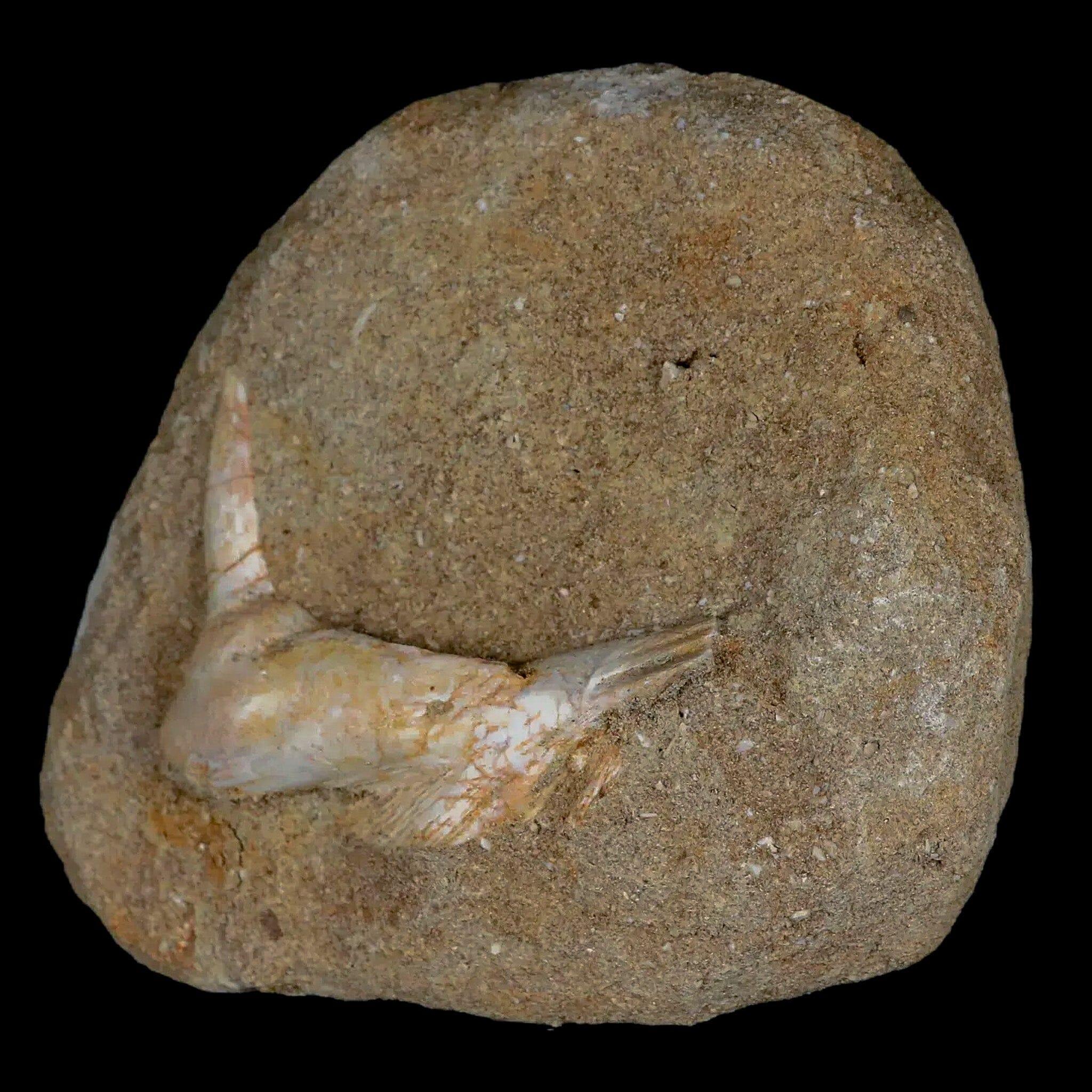 2.3" Saber Toothed Herring Fossil Fang Tooth Enchodus Libycus Cretaceous Age - Fossil Age Minerals