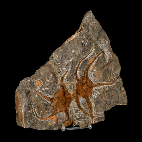 2 Two Brittlestar Ophiura Sp Starfish Fossil Ordovician Age Morocco COA & Stand - Fossil Age Minerals