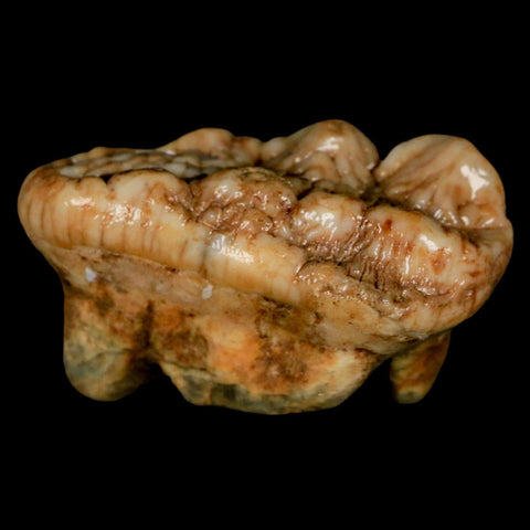 1.9" Extinct Cave Bear Ursus Spelaeus Molar Tooth Rooted Pleistocene Age COA - Fossil Age Minerals