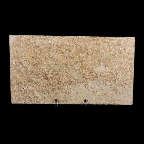3.8" Knightia Eocaena Fossil Fish Green River FM Wyoming Eocene Age COA & Stand - Fossil Age Minerals