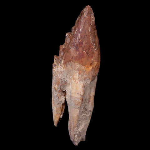 XL 5.1" Basilosaurus Tooth 40-34 Mil Yrs Old Late Eocene COA - Fossil Age Minerals