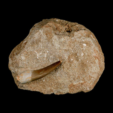 1.8" Plesiosaur Zarafasaura Tooth Fossil In Matrix Cretaceous Dinosaur Era COA - Fossil Age Minerals