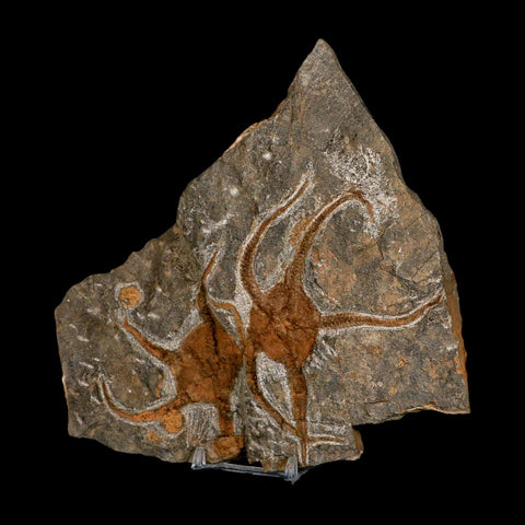 2 Two Brittlestar Ophiura Sp Starfish Fossil Ordovician Age Morocco COA & Stand - Fossil Age Minerals