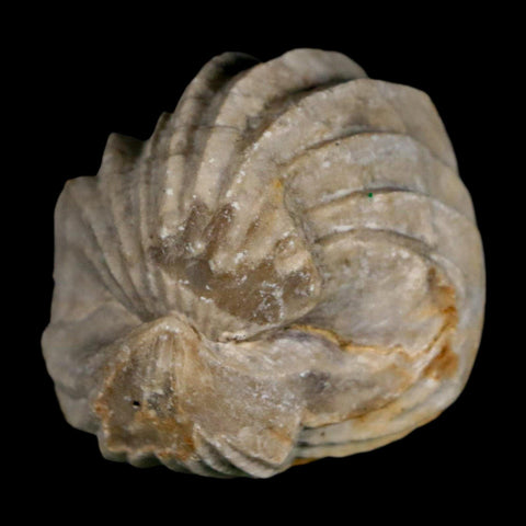 1.6" Burmirhynchia Decorata Brachiopod Fossil Jurassic Age Ardenes France