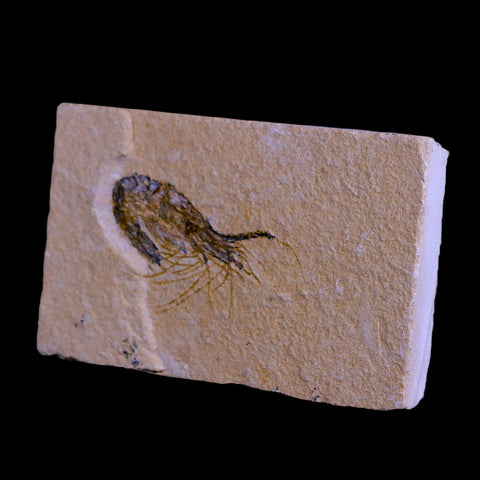 1.8" Fossil Shrimp Carpopenaeus Cretaceous Age 100 Mil Yrs Old Lebanon COA - Fossil Age Minerals
