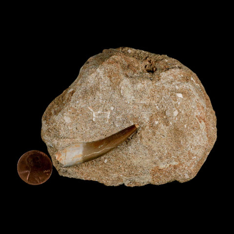 1.8" Plesiosaur Zarafasaura Tooth Fossil In Matrix Cretaceous Dinosaur Era COA - Fossil Age Minerals
