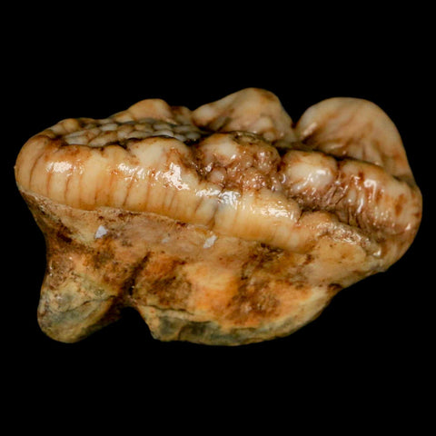 1.9" Extinct Cave Bear Ursus Spelaeus Molar Tooth Rooted Pleistocene Age COA - Fossil Age Minerals