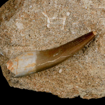 1.8" Plesiosaur Zarafasaura Tooth Fossil In Matrix Cretaceous Dinosaur Era COA