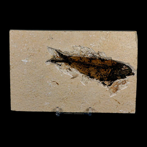XL 4.1" Knightia Eocaena Fossil Fish Green River FM Wyoming Eocene Age COA & Stand - Fossil Age Minerals
