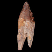 XL 5.1" Basilosaurus Tooth 40-34 Mil Yrs Old Late Eocene COA