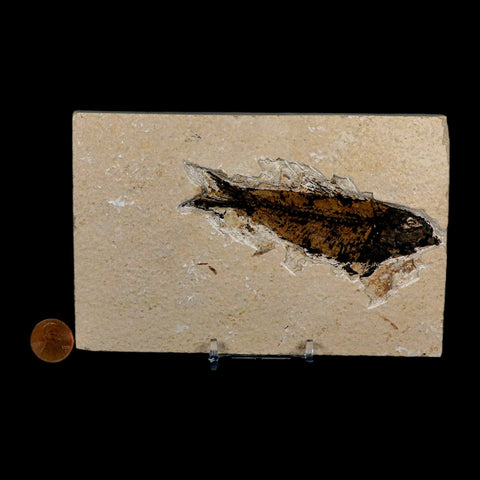 XL 4.1" Knightia Eocaena Fossil Fish Green River FM Wyoming Eocene Age COA & Stand - Fossil Age Minerals