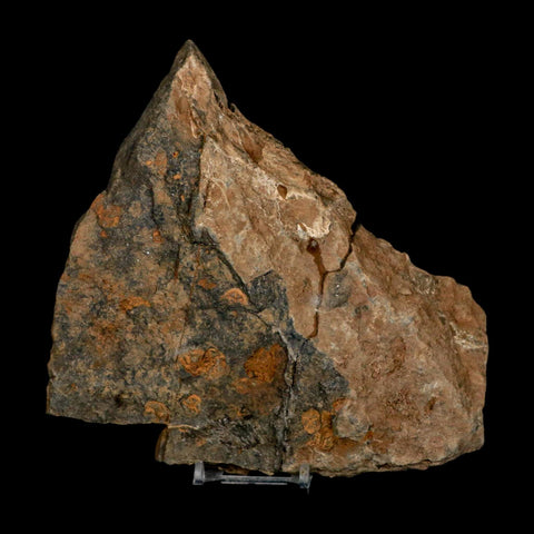 2 Two Brittlestar Ophiura Sp Starfish Fossil Ordovician Age Morocco COA & Stand - Fossil Age Minerals