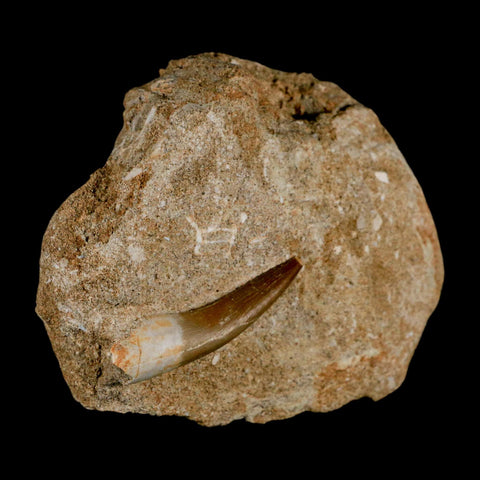 1.8" Plesiosaur Zarafasaura Tooth Fossil In Matrix Cretaceous Dinosaur Era COA - Fossil Age Minerals