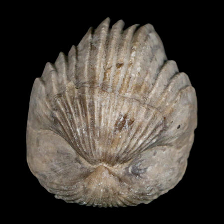 1.6" Burmirhynchia Decorata Brachiopod Fossil Jurassic Age Ardenes France