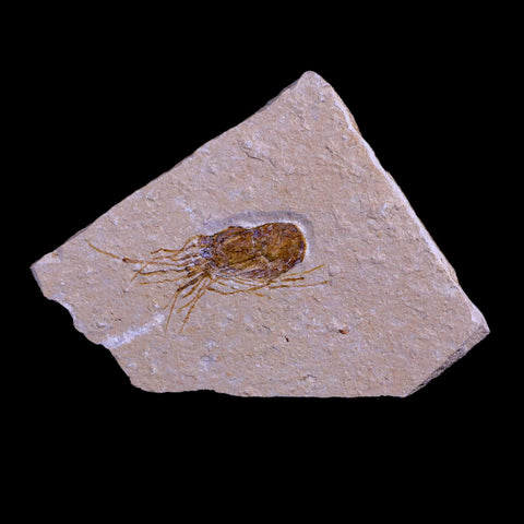 1.6" Fossil Shrimp Carpopenaeus Cretaceous Age 100 Mil Yrs Old Lebanon COA - Fossil Age Minerals