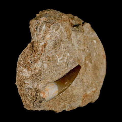 1.8" Plesiosaur Zarafasaura Tooth Fossil In Matrix Cretaceous Dinosaur Era COA - Fossil Age Minerals