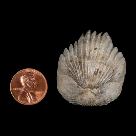 1.6" Burmirhynchia Decorata Brachiopod Fossil Jurassic Age Ardenes France