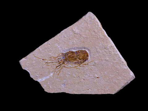 1.6" Fossil Shrimp Carpopenaeus Cretaceous Age 100 Mil Yrs Old Lebanon COA - Fossil Age Minerals