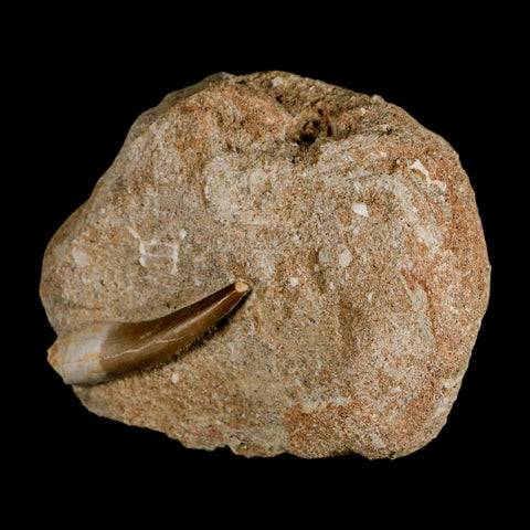 1.8" Plesiosaur Zarafasaura Tooth Fossil In Matrix Cretaceous Dinosaur Era COA - Fossil Age Minerals