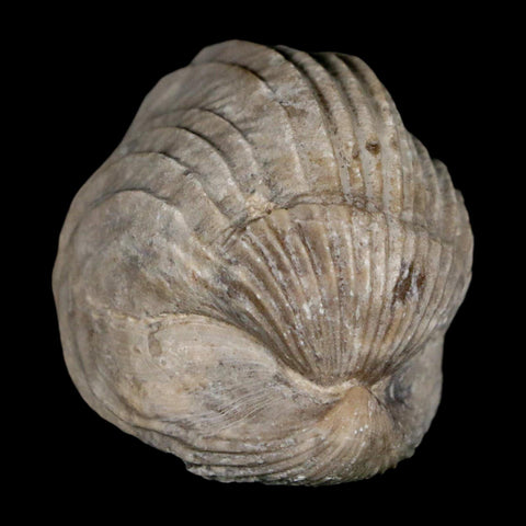 1.6" Burmirhynchia Decorata Brachiopod Fossil Jurassic Age Ardenes France