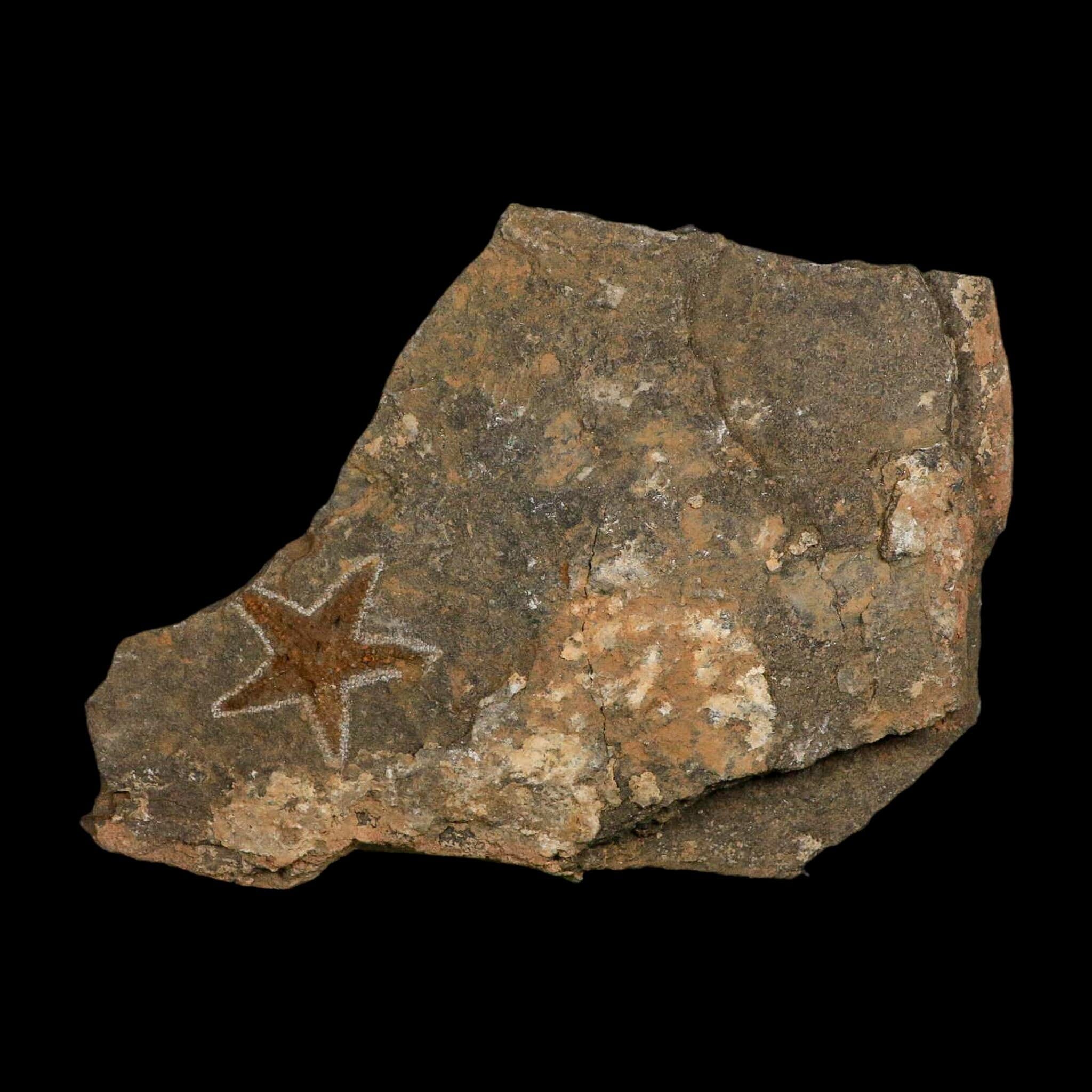 38MM Brittle Star Petraster Starfish Fossil Ordovician Age Blekus Morocco COA - Fossil Age Minerals