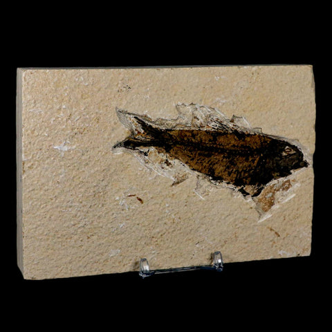 XL 4.1" Knightia Eocaena Fossil Fish Green River FM Wyoming Eocene Age COA & Stand - Fossil Age Minerals