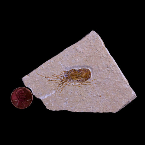 1.6" Fossil Shrimp Carpopenaeus Cretaceous Age 100 Mil Yrs Old Lebanon COA - Fossil Age Minerals