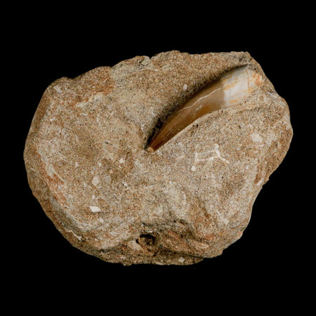 1.8" Plesiosaur Zarafasaura Tooth Fossil In Matrix Cretaceous Dinosaur Era COA