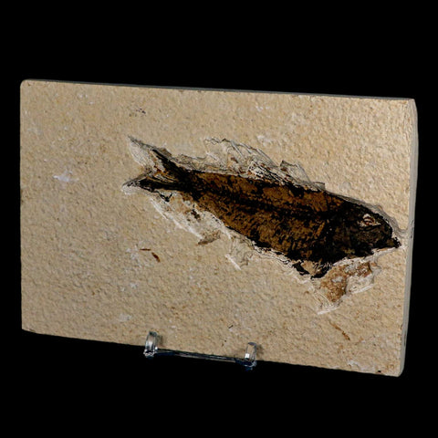 XL 4.1" Knightia Eocaena Fossil Fish Green River FM Wyoming Eocene Age COA & Stand - Fossil Age Minerals
