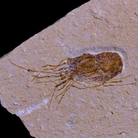 1.6" Fossil Shrimp Carpopenaeus Cretaceous Age 100 Mil Yrs Old Lebanon COA - Fossil Age Minerals
