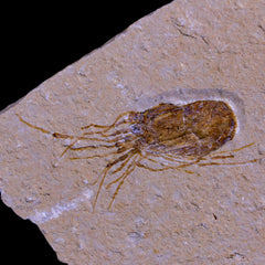 Crustacean Fossils