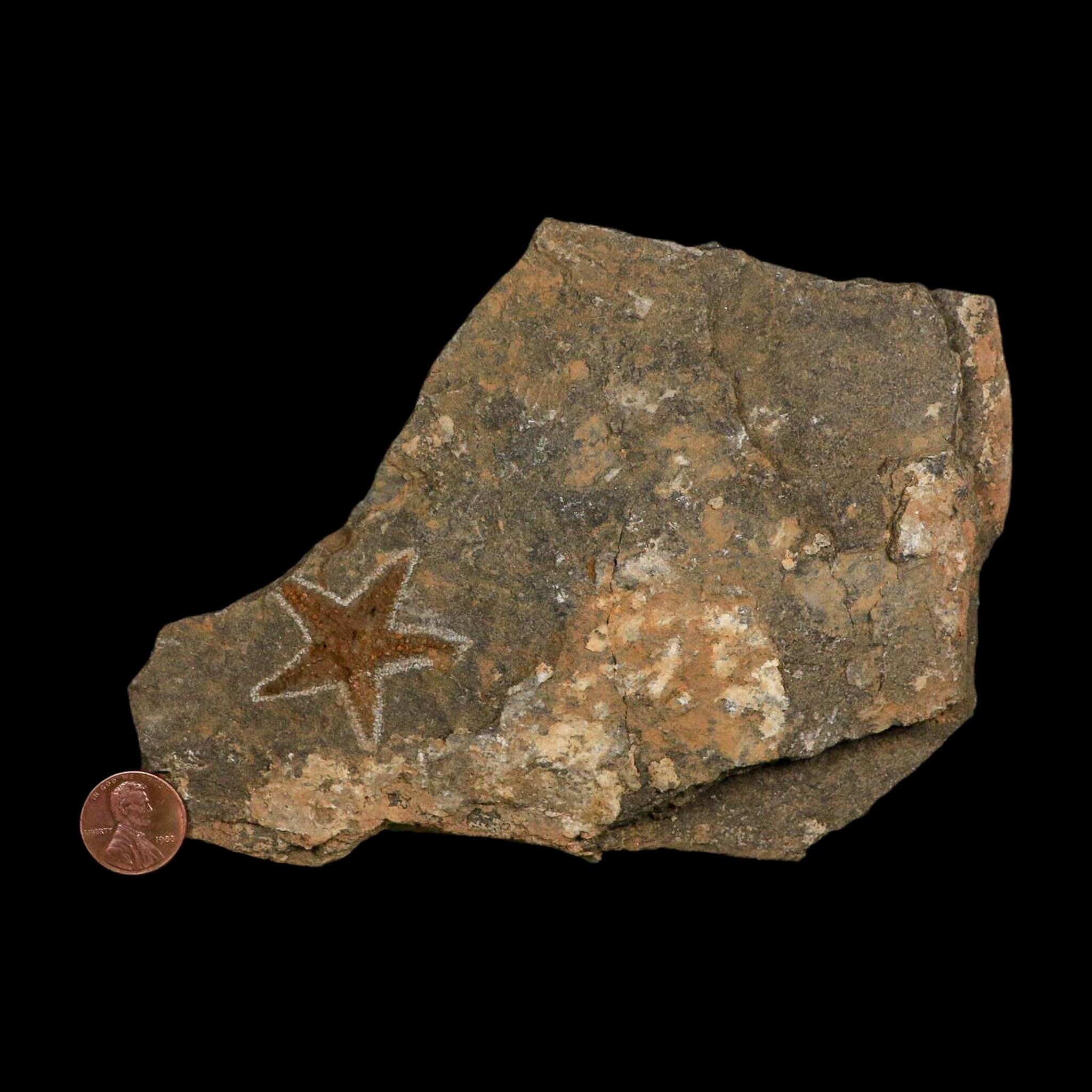 38MM Brittle Star Petraster Starfish Fossil Ordovician Age Blekus Morocco COA - Fossil Age Minerals