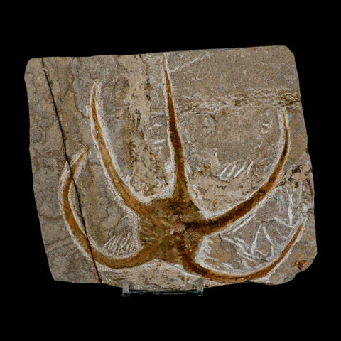 5.1" Brittlestar Ophiura Sp Starfish Fossil Ordovician Age Morocco COA & Stand - Fossil Age Minerals
