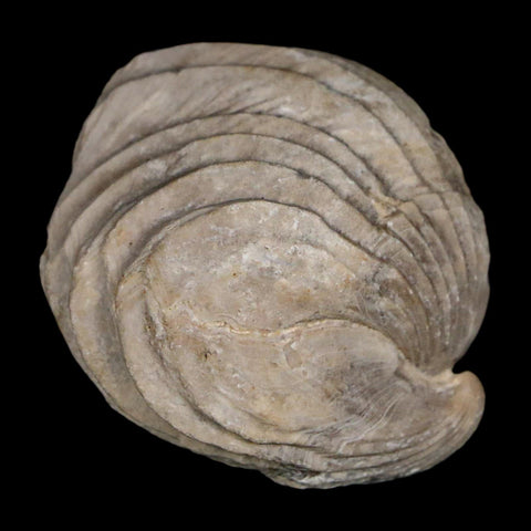 1.6" Burmirhynchia Decorata Brachiopod Fossil Jurassic Age Ardenes France