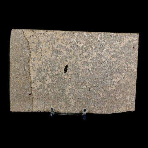 XL 4.1" Knightia Eocaena Fossil Fish Green River FM Wyoming Eocene Age COA & Stand - Fossil Age Minerals