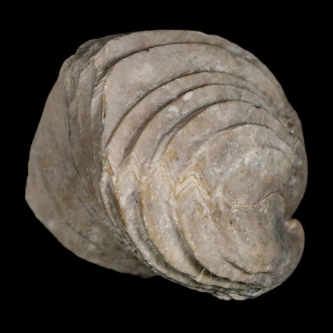 1.6" Burmirhynchia Decorata Brachiopod Fossil Jurassic Age Ardenes France