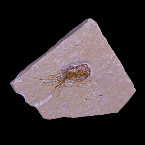 1.6" Fossil Shrimp Carpopenaeus Cretaceous Age 100 Mil Yrs Old Lebanon COA - Fossil Age Minerals