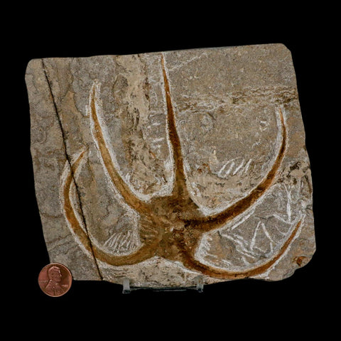 5.1" Brittlestar Ophiura Sp Starfish Fossil Ordovician Age Morocco COA & Stand - Fossil Age Minerals