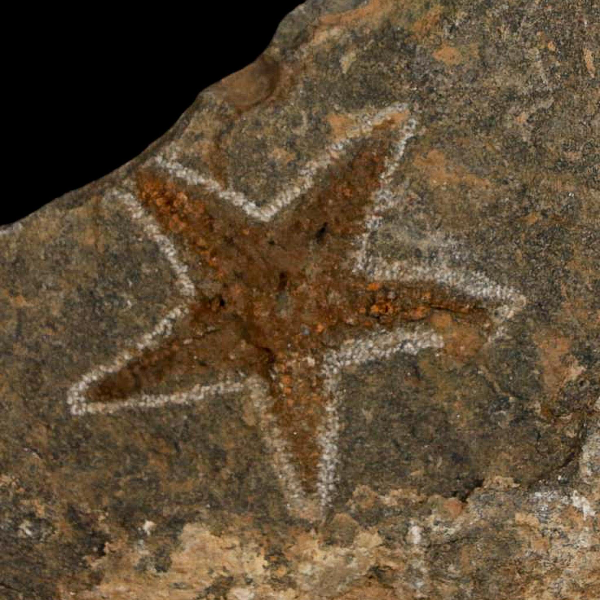 38MM Brittle Star Petraster Starfish Fossil Ordovician Age Blekus Morocco COA - Fossil Age Minerals