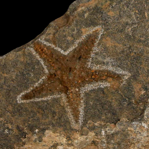 38MM Brittle Star Petraster Starfish Fossil Ordovician Age Blekus Morocco COA - Fossil Age Minerals