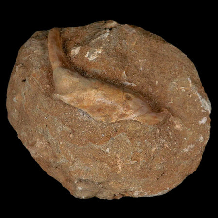 2.6" XL Saber Toothed Herring Fossil Fang Tooth Enchodus Libycus Cretaceous Age